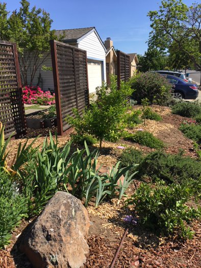 Greywater Irrigated Landscape_Cupertino