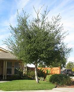 Quercus_agrifolia