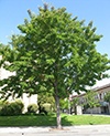 Pyrus_calleryana