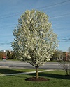 Pyrus callervana ‘Chanticleer’