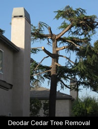 Deodar Cedar Tree Removal