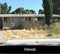 Weeds in front of the house