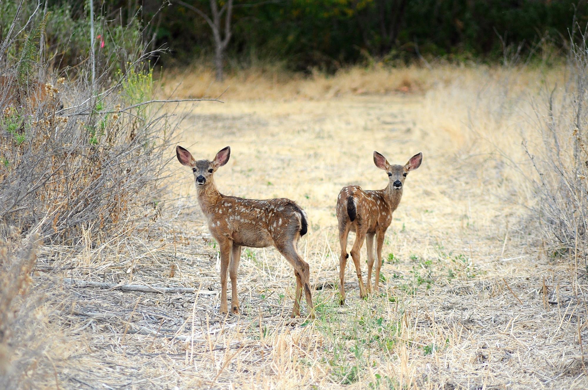 FAWNS